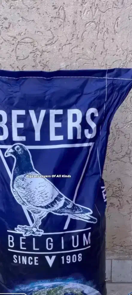 کبوتر|پرنده|تهران, تهرانسر مرکزی|دیوار