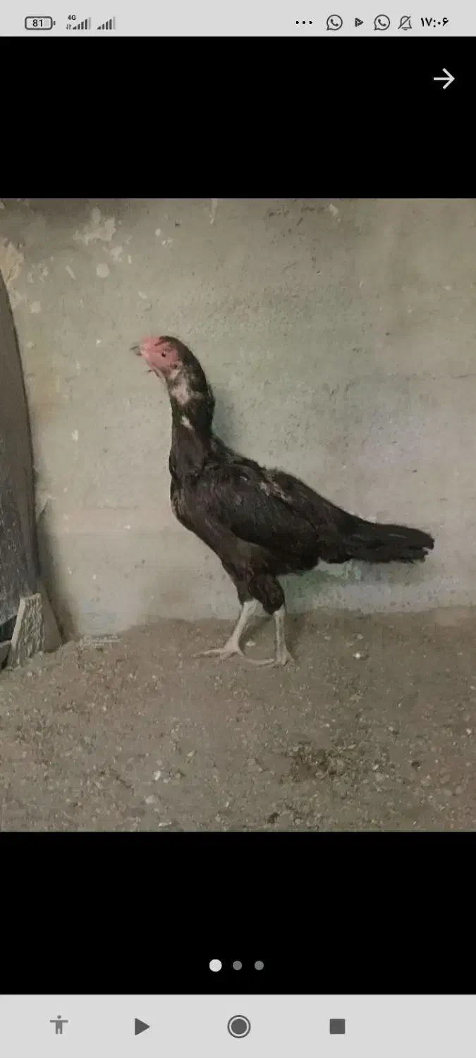 ماکیان مرغ|حیوانات مزرعه|سراوان, |دیوار