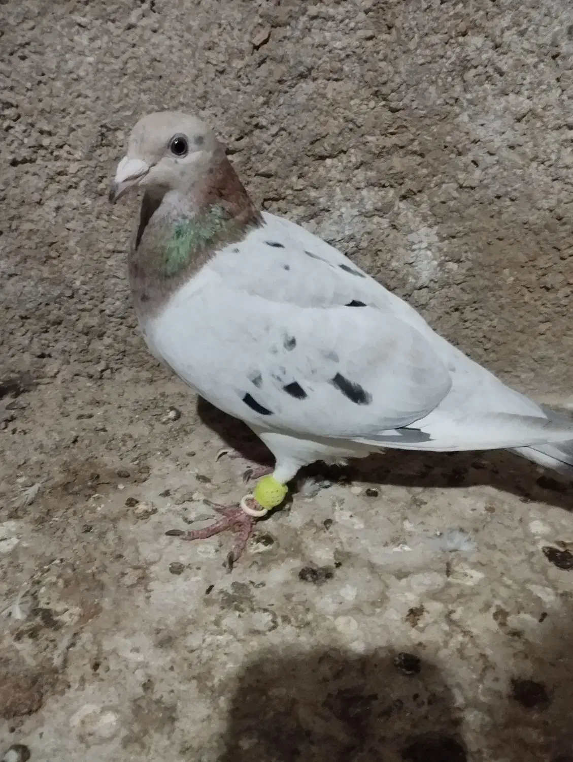 کبوتر|پرنده|برازجان, |دیوار