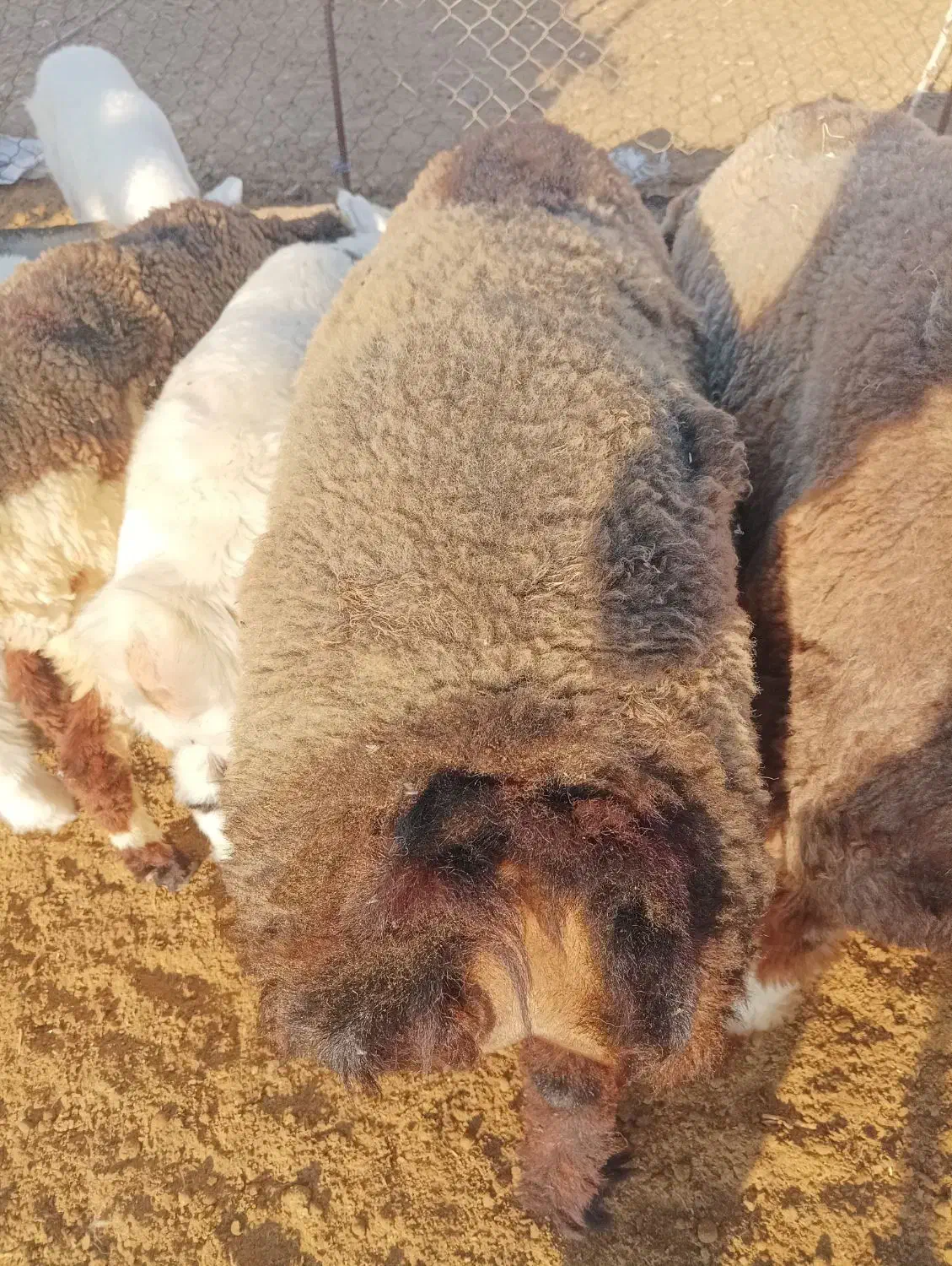 بره درجه یک|حیوانات مزرعه|خورموج, |دیوار