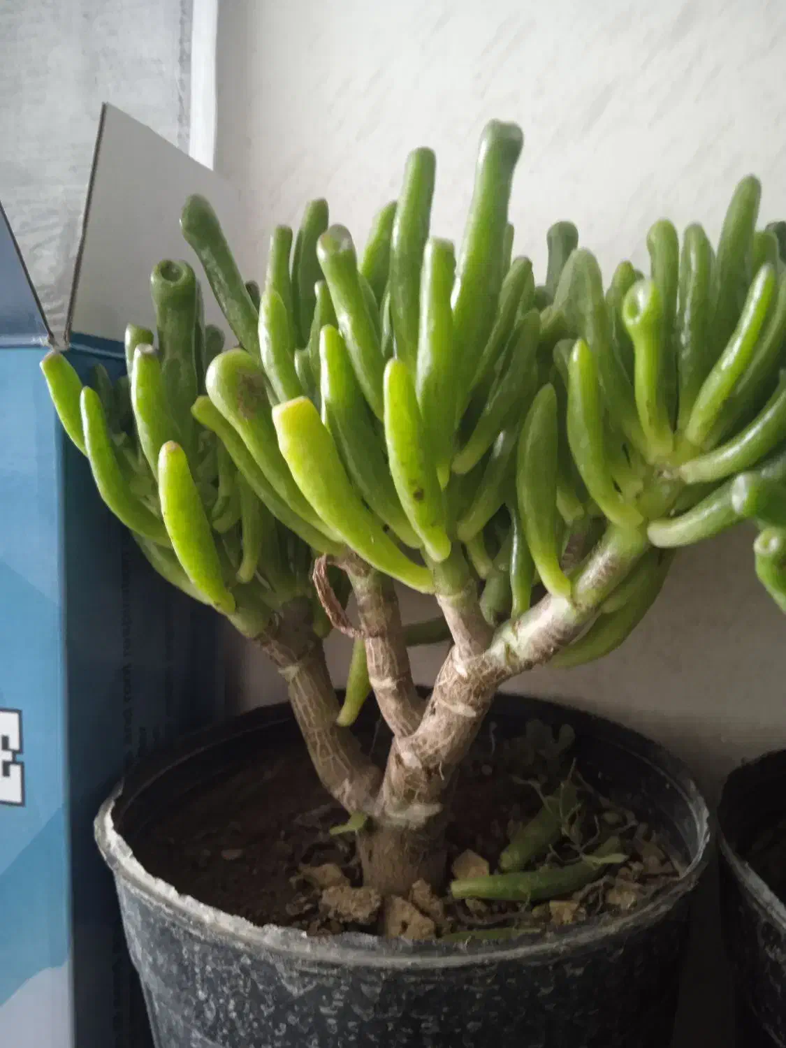 گل ملک|فروش آپارتمان|بروجرد, |دیوار