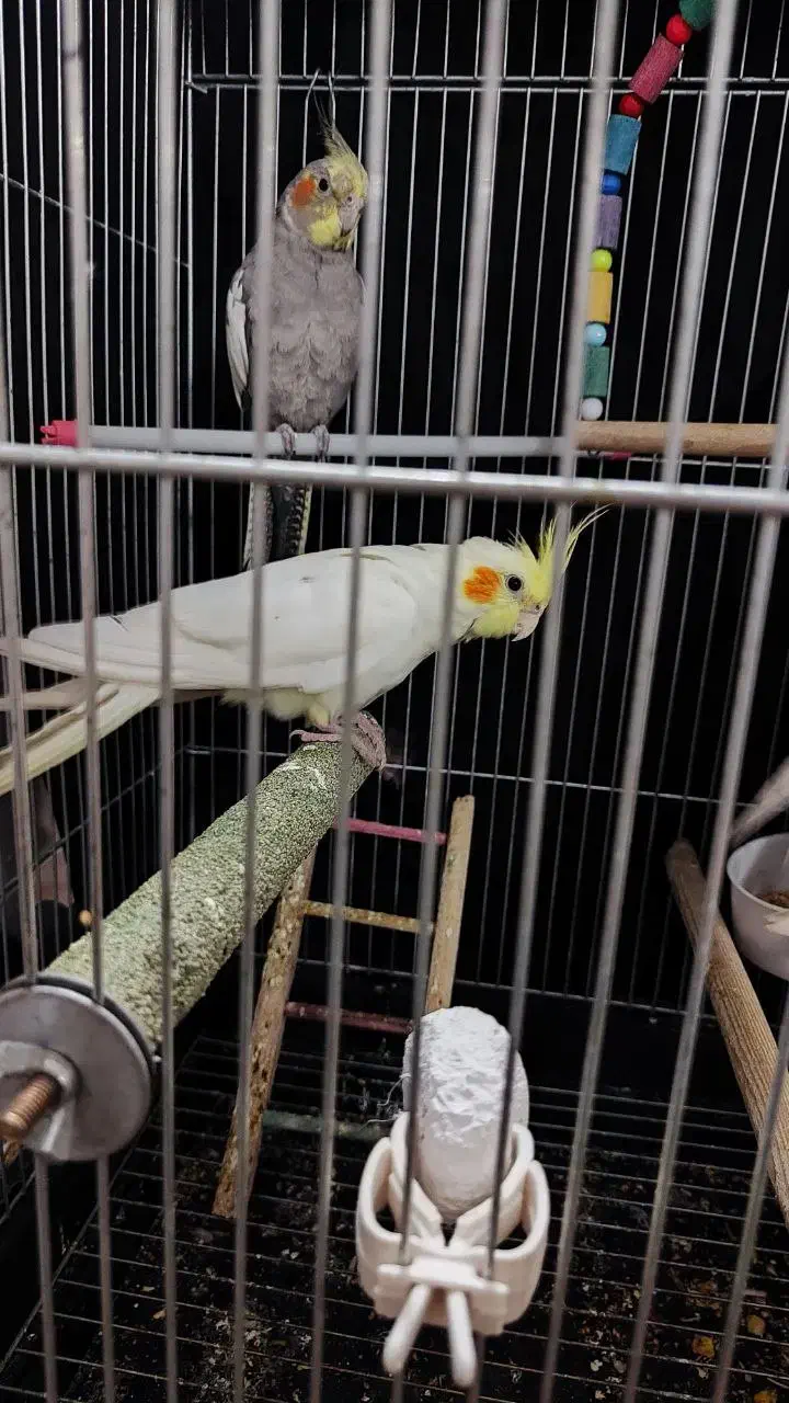 عروس هلندی|پرنده|یزد, |دیوار