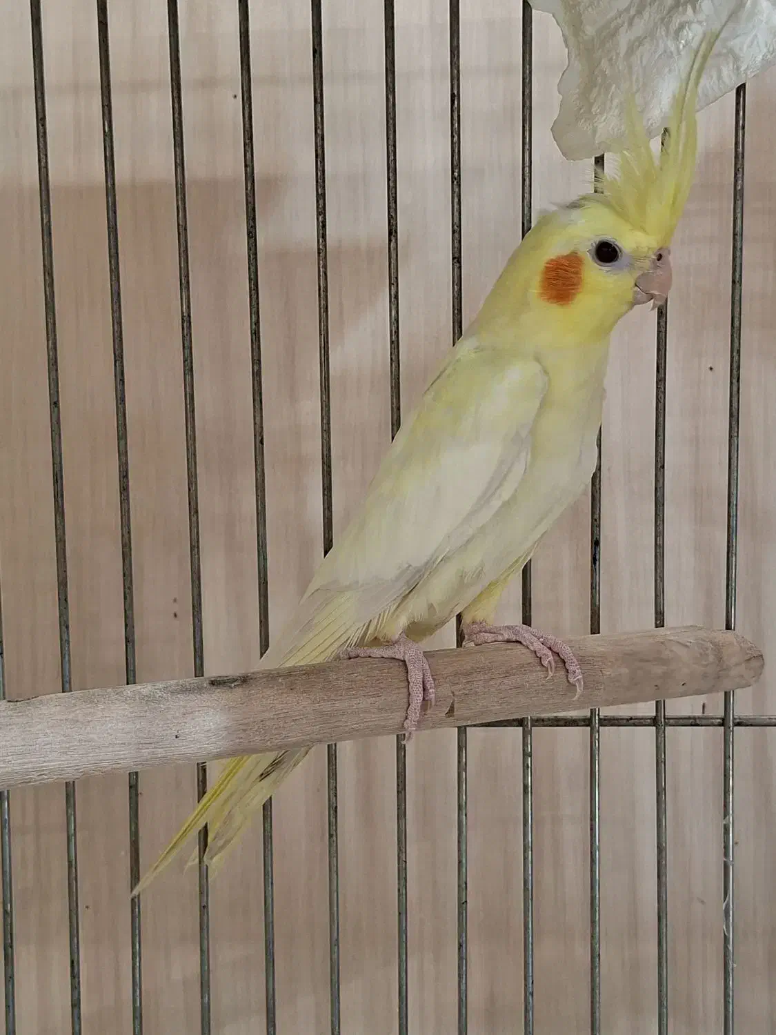 عروس هلندی ماده زعفرانی آماده جفت|پرنده|تهران, جمال‌زاده|دیوار