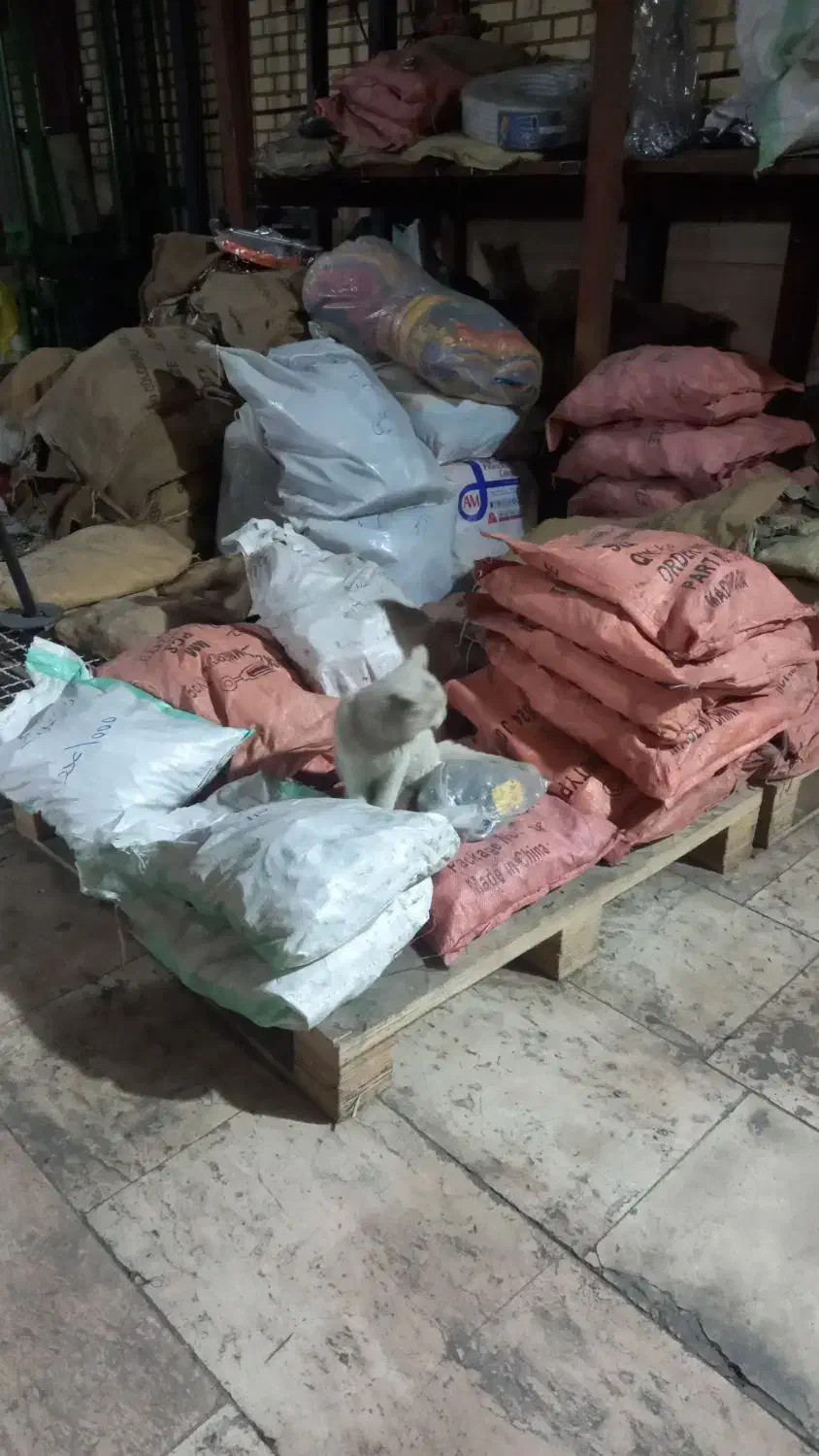 گربه|گربه|برخوار, |دیوار