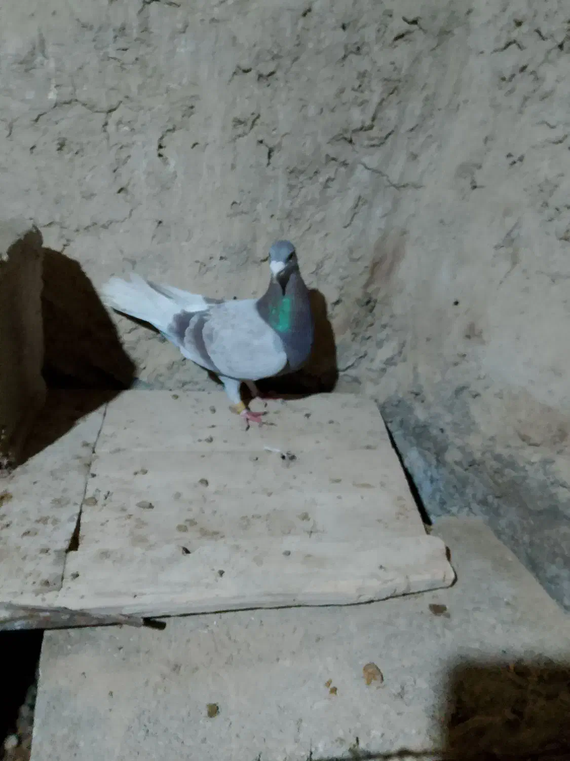 کبوتر لای مسافتی|پرنده|هامون, |دیوار