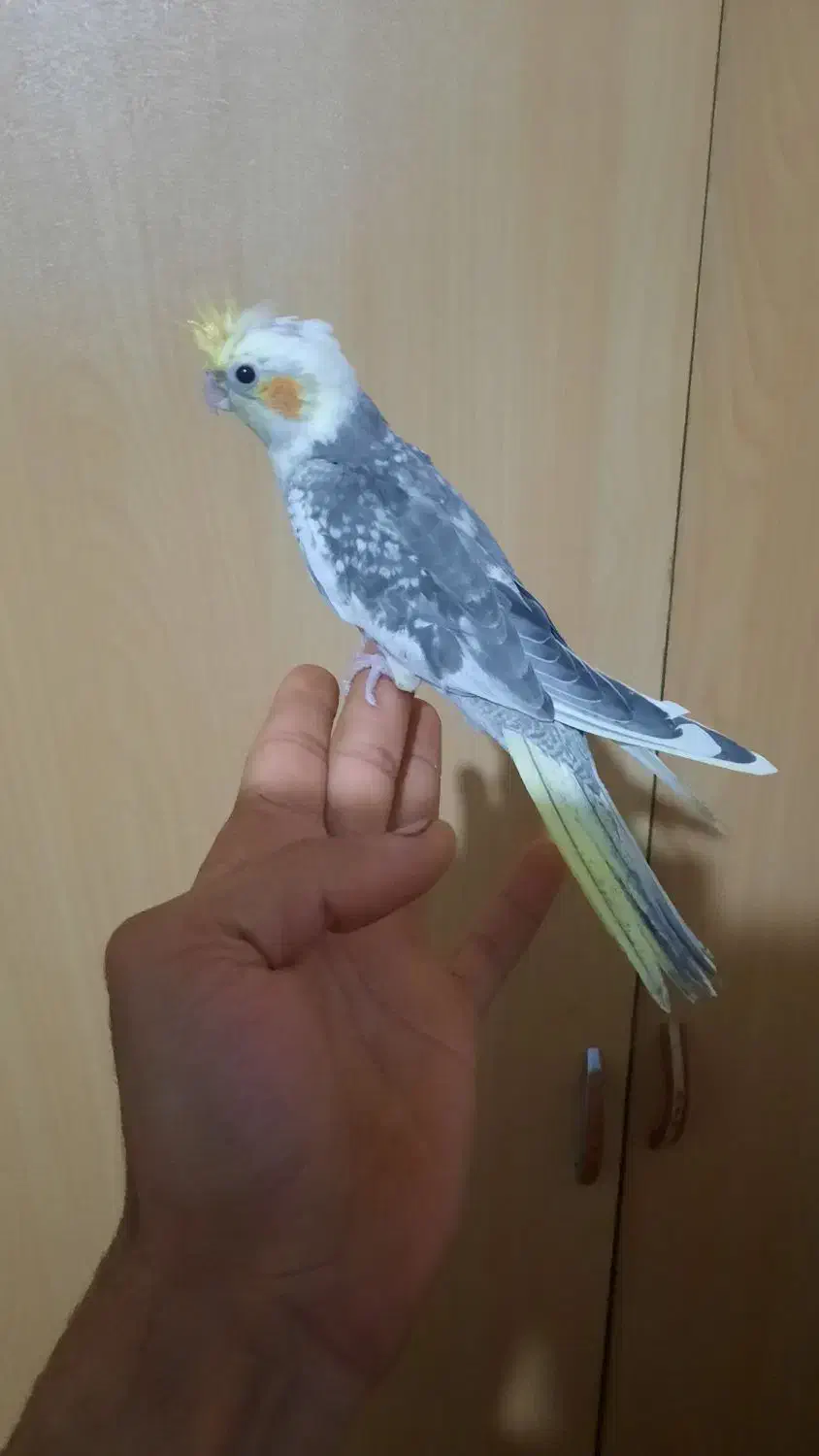 جوجه طوطی عروس|پرنده|سنگر, |دیوار