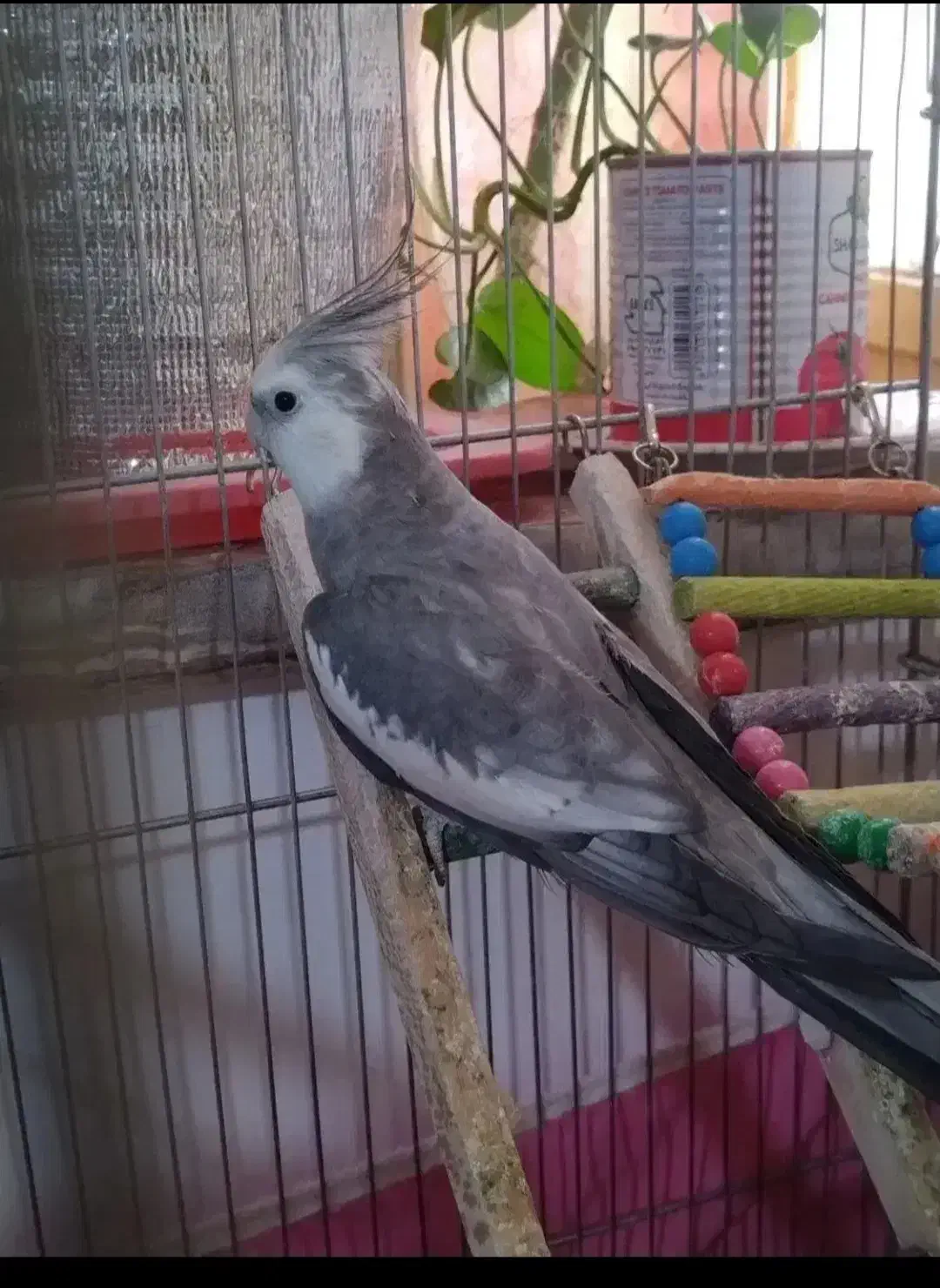 وایتفیس نرآماده|پرنده|تاکستان, |دیوار