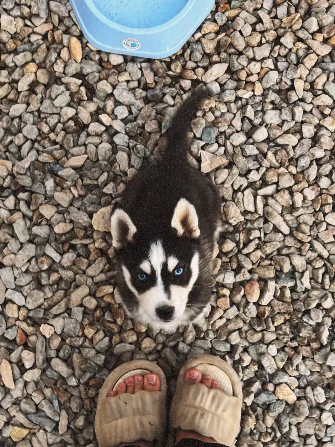 توله هاسکی سیبرین|سگ|یزد, |دیوار