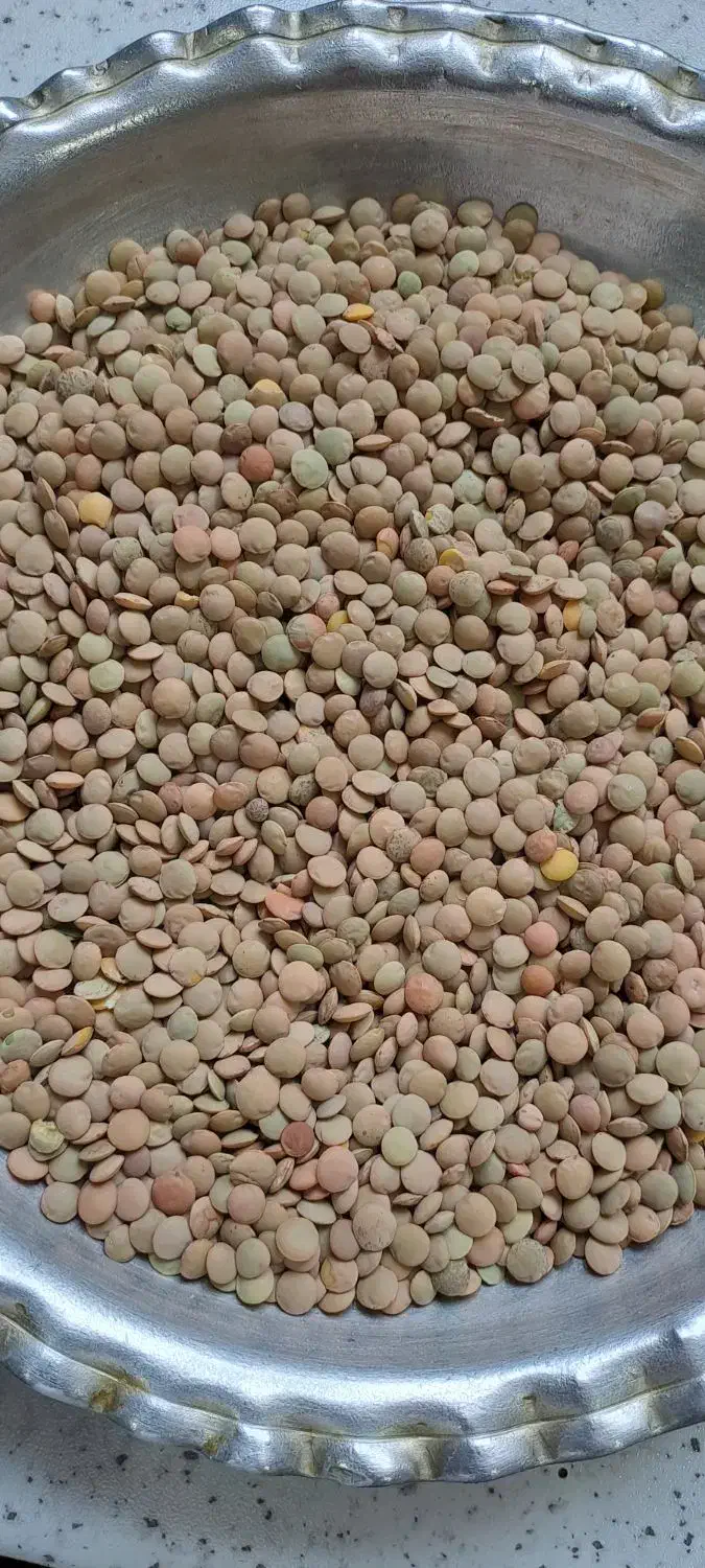 عدس محلی درجه یک|خوردنی و آشامیدنی|بدره, |دیوار