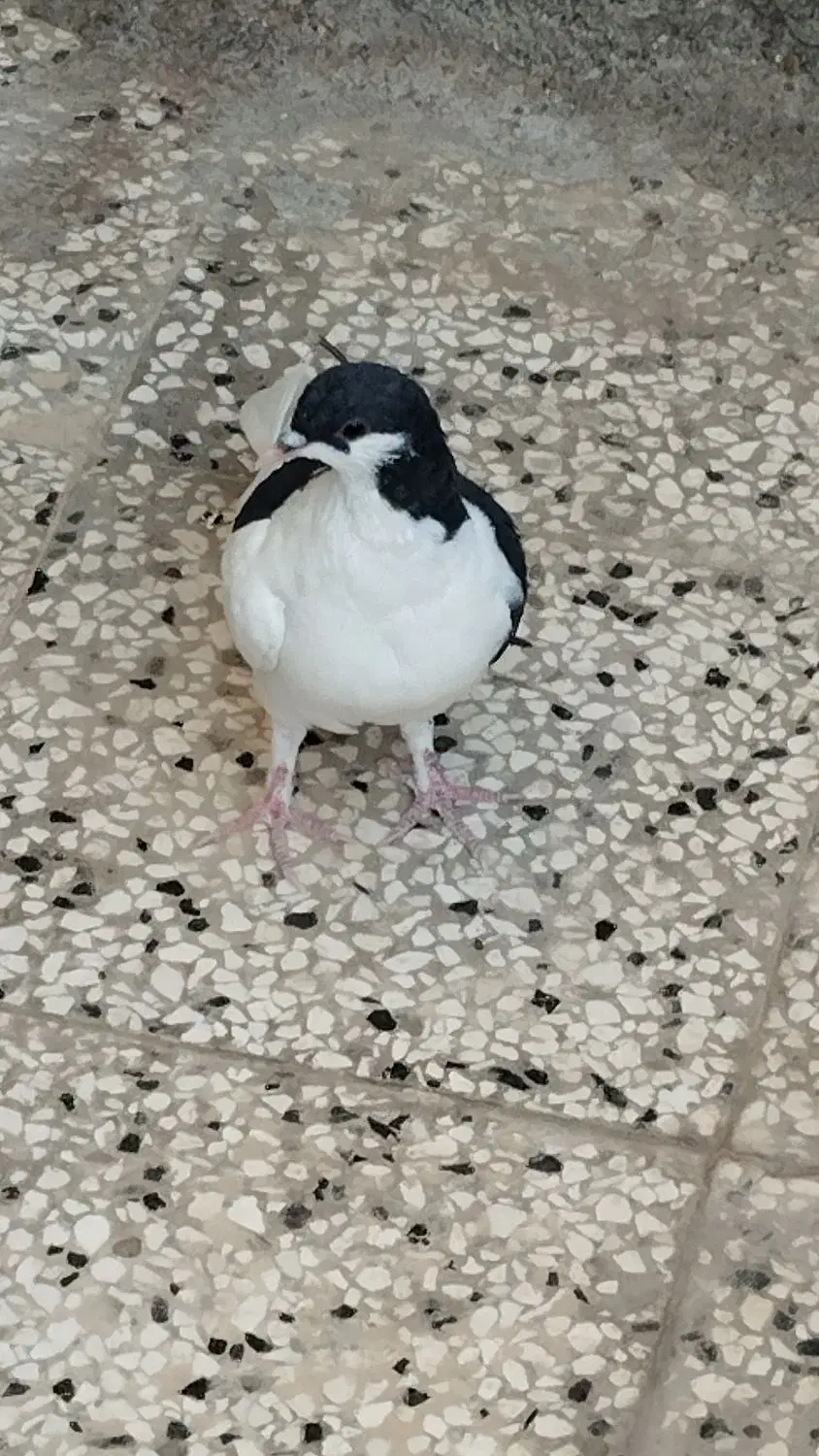 کبوتر نهبندان|پرنده|نهبندان, |دیوار