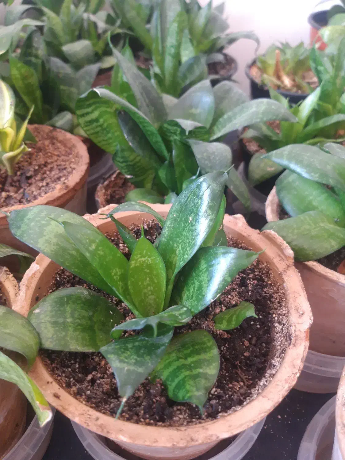 گلدان سانسوریا، پتوس، قاشقی|گل و گیاه طبیعی|اصفهان, طامه|دیوار