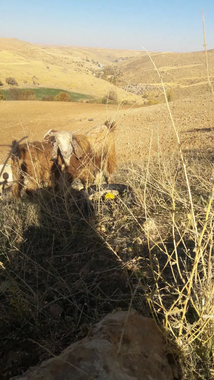 بز  با بزغاله نر|حیوانات مزرعه|سنندج, |دیوار