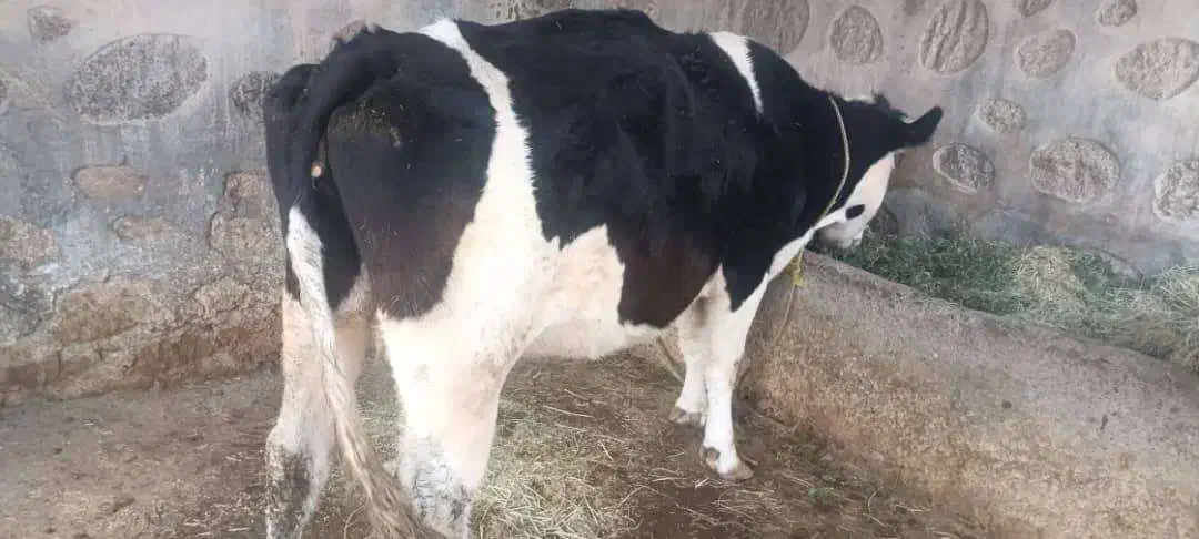 دوتا گاو با گوساله نه ماهه|حیوانات مزرعه|پلدشت, |دیوار