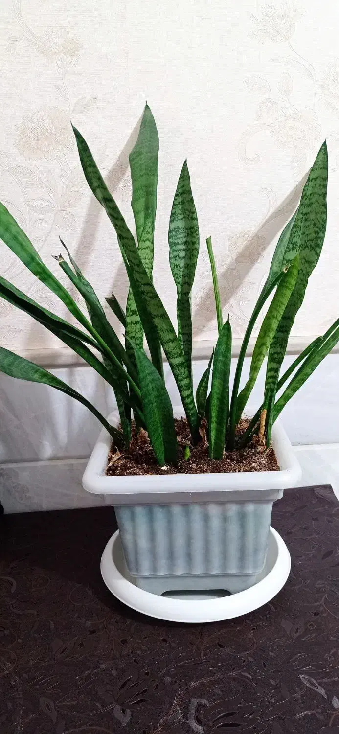 سانسوریا|گل و گیاه طبیعی|قم, نیروگاه|دیوار