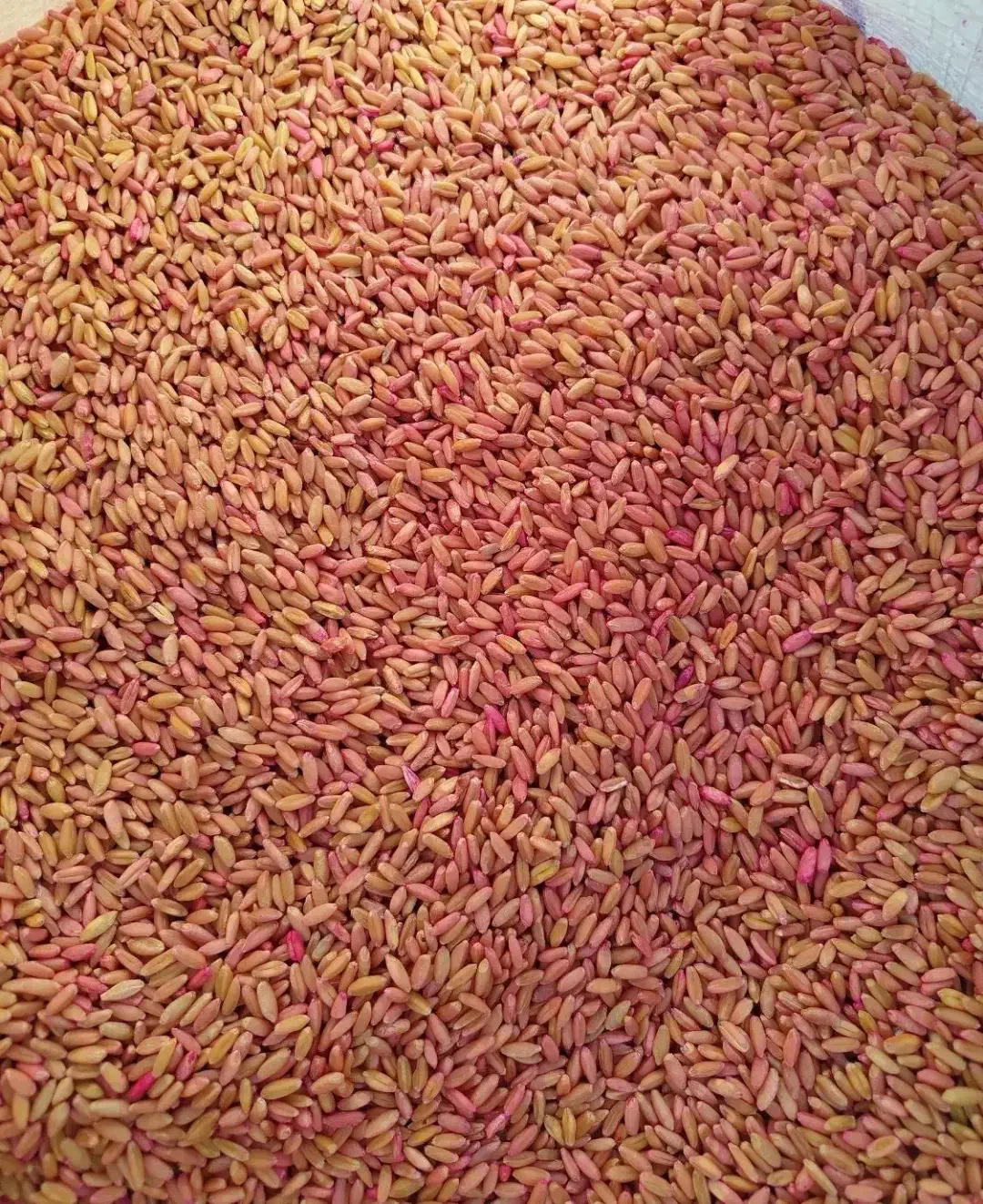 بذر کندم دیم|خدمات باغبانی و درختکاری|میانه, |دیوار