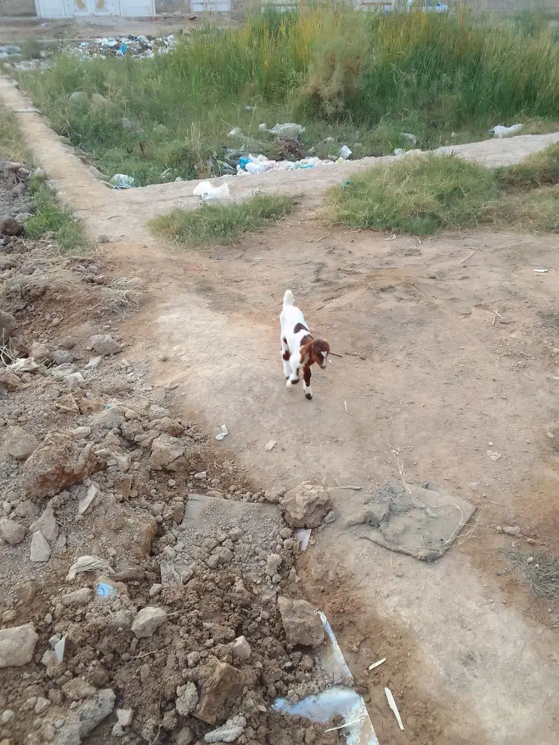 بزه دو ماه|حیوانات مزرعه|کارون, |دیوار