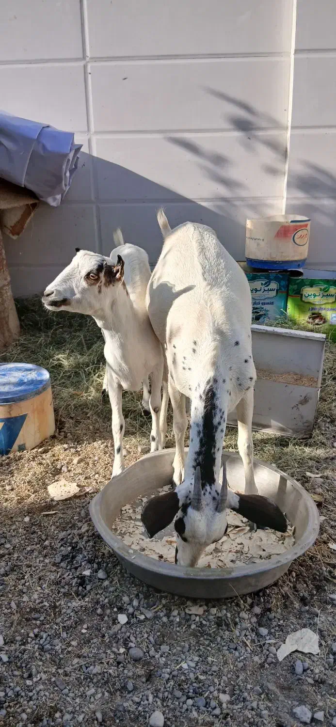 کهر|حیوانات مزرعه|تخت, |دیوار