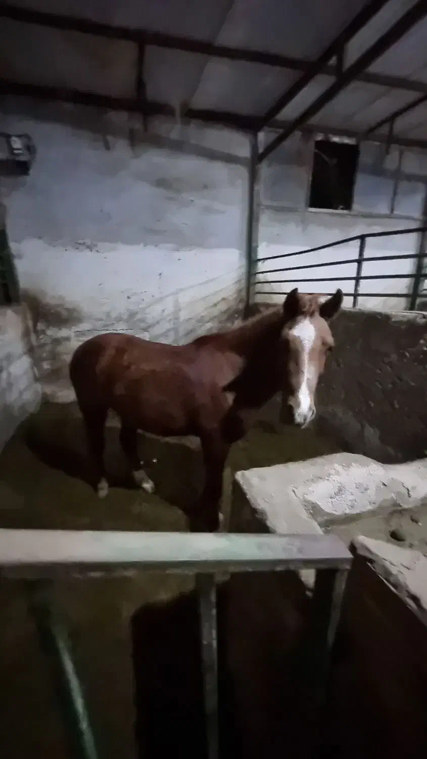 اسب پونی.پرشی مقام دار|اسب و تجهیزات اسب‌سواری|پاکدشت, پاکدشت (مامازند)|دیوار