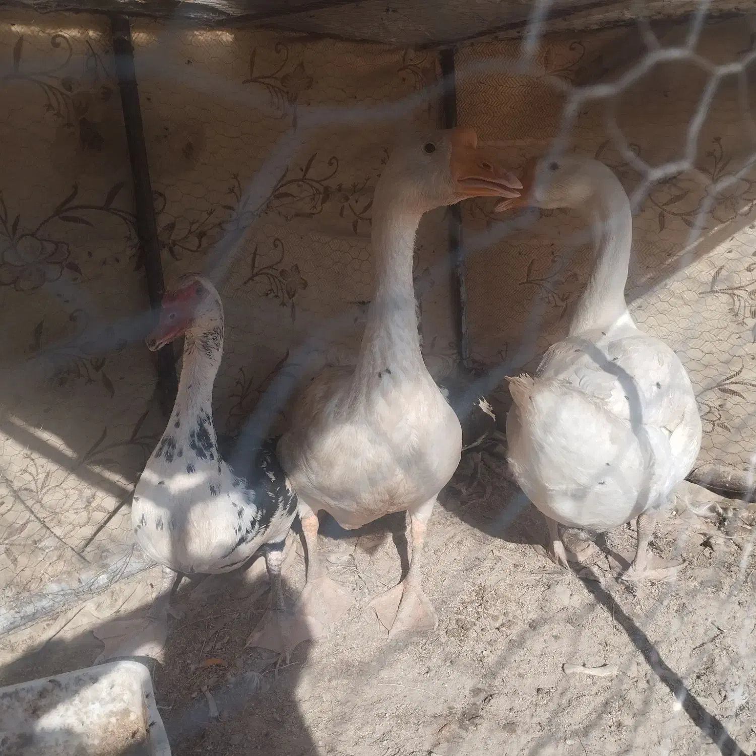 غوغاز اوکراینی اصل و اردک خارجی|حیوانات مزرعه|زابل, |دیوار