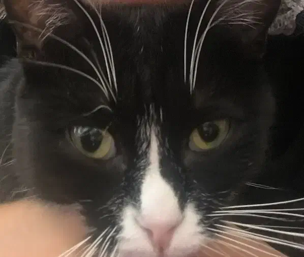 گمشده پول میدهم|حیوانات|تبریز, |دیوار