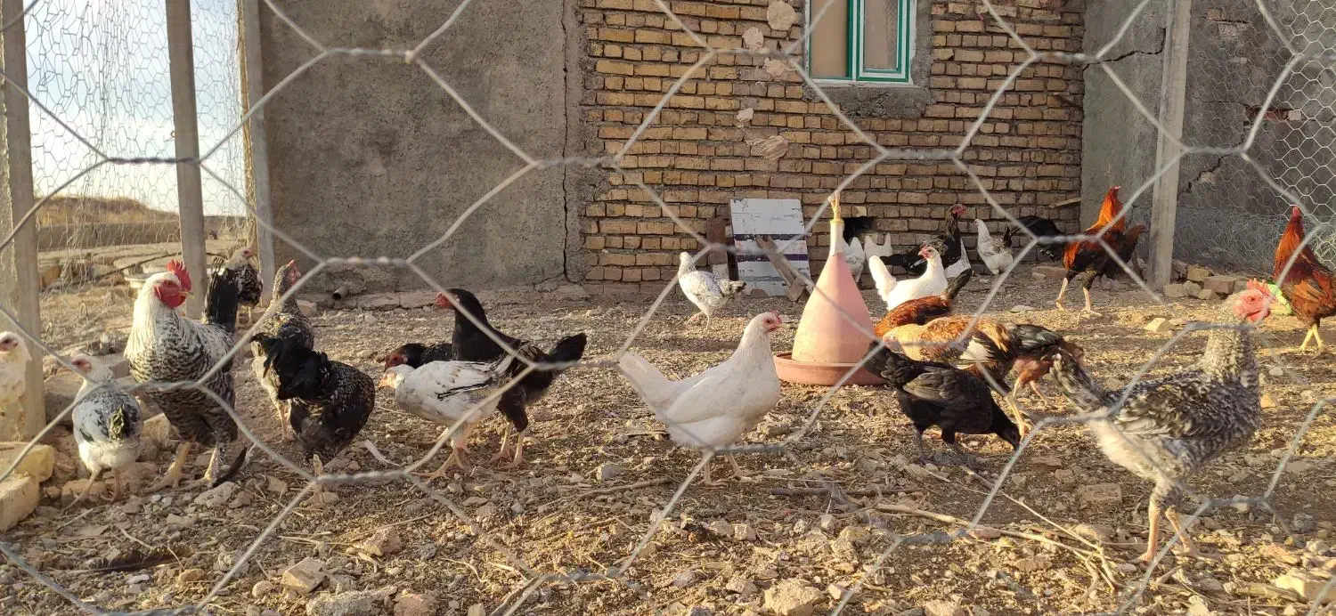 مرغ محلی|حیوانات مزرعه|روانسر, |دیوار