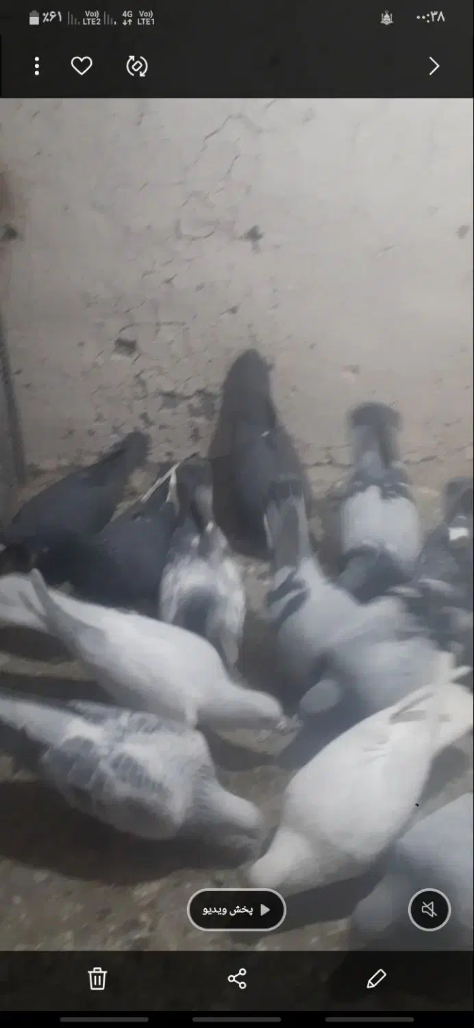 بله نر سوراخ|پرنده|چترود, |دیوار