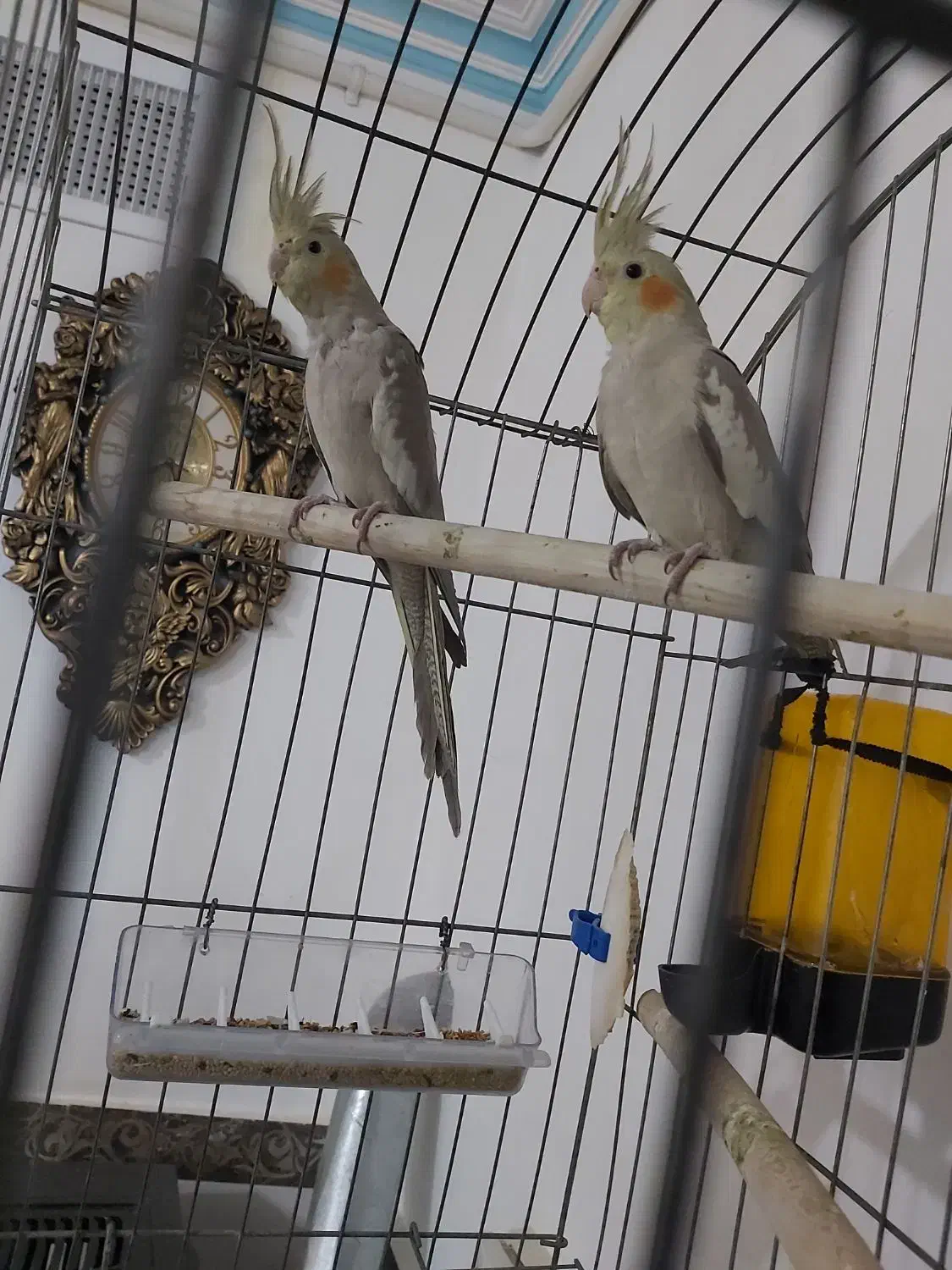 عروس هلندی|پرنده|رباط‌کریم, نصیرشهر|دیوار