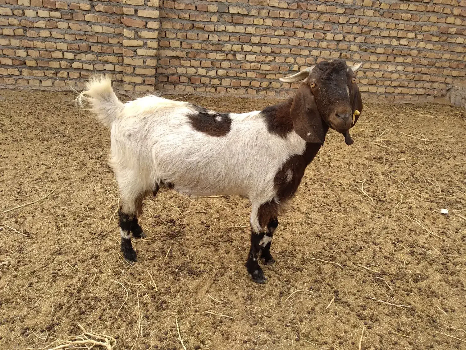 بز دورگه نهبندان|حیوانات مزرعه|نهبندان, |دیوار