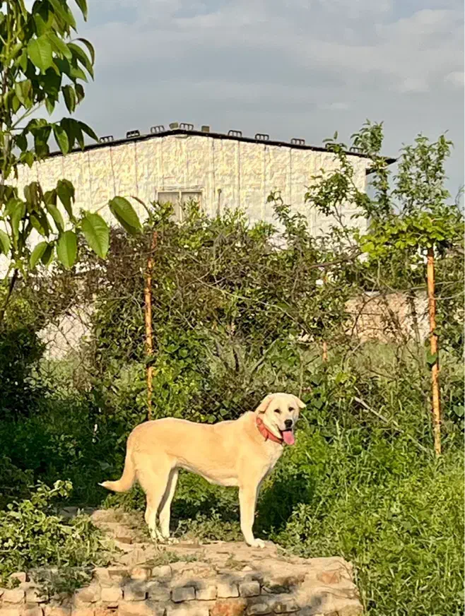 ماده پژدر اصیل|سگ|گرگان, |دیوار