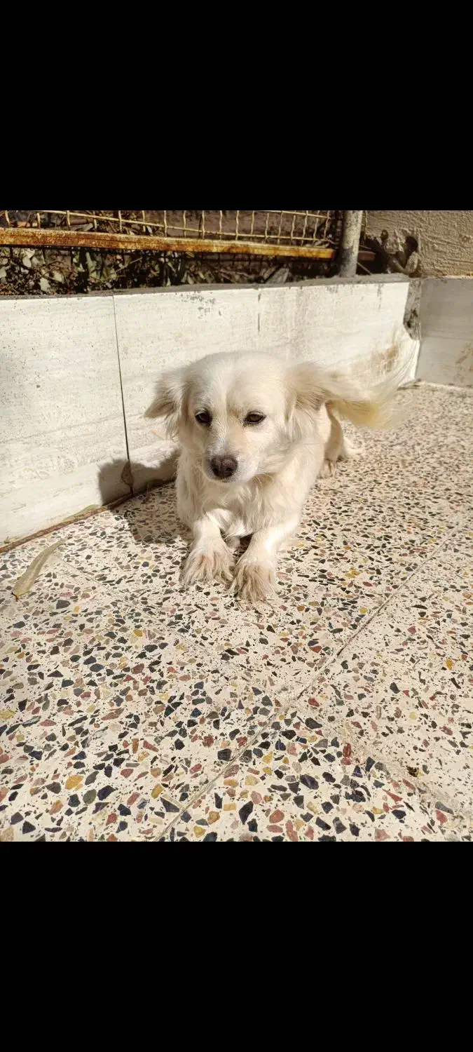 اشپیتز پامر .شیتزو سوپر فلت .آموزش دیده|سگ|کرمان, |دیوار