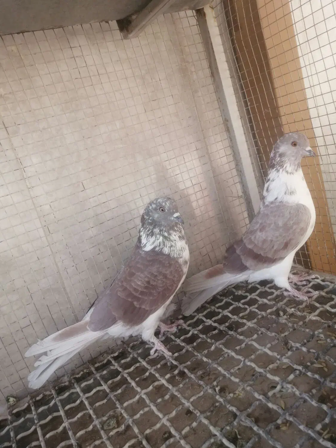 کبوتر.پرشی|پرنده|خمینیشهر, |دیوار