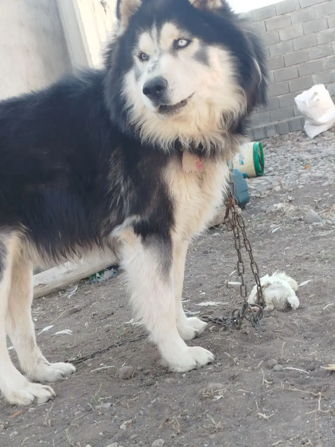 سگ هاسکی|سگ|تیکمه داش, |دیوار