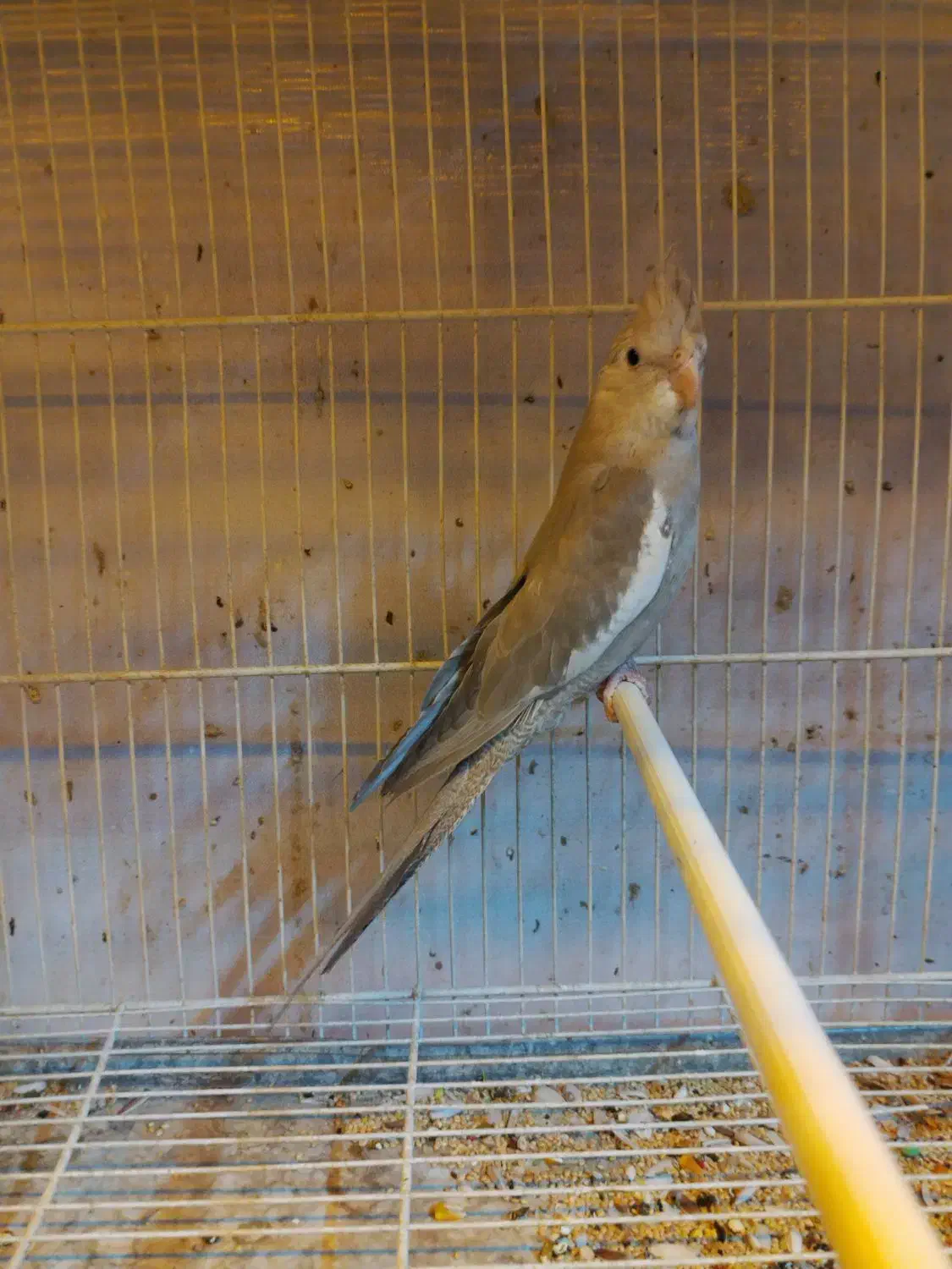 عروس سرلاکی گرینچیک دستی مرغ عشق|پرنده|سبزوار, فیاض|دیوار