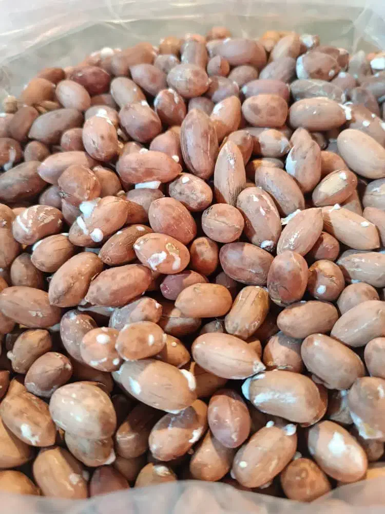 محصولات بادام زمینی پارس آباد|عمده‌فروشی|پارس‌آباد, |دیوار