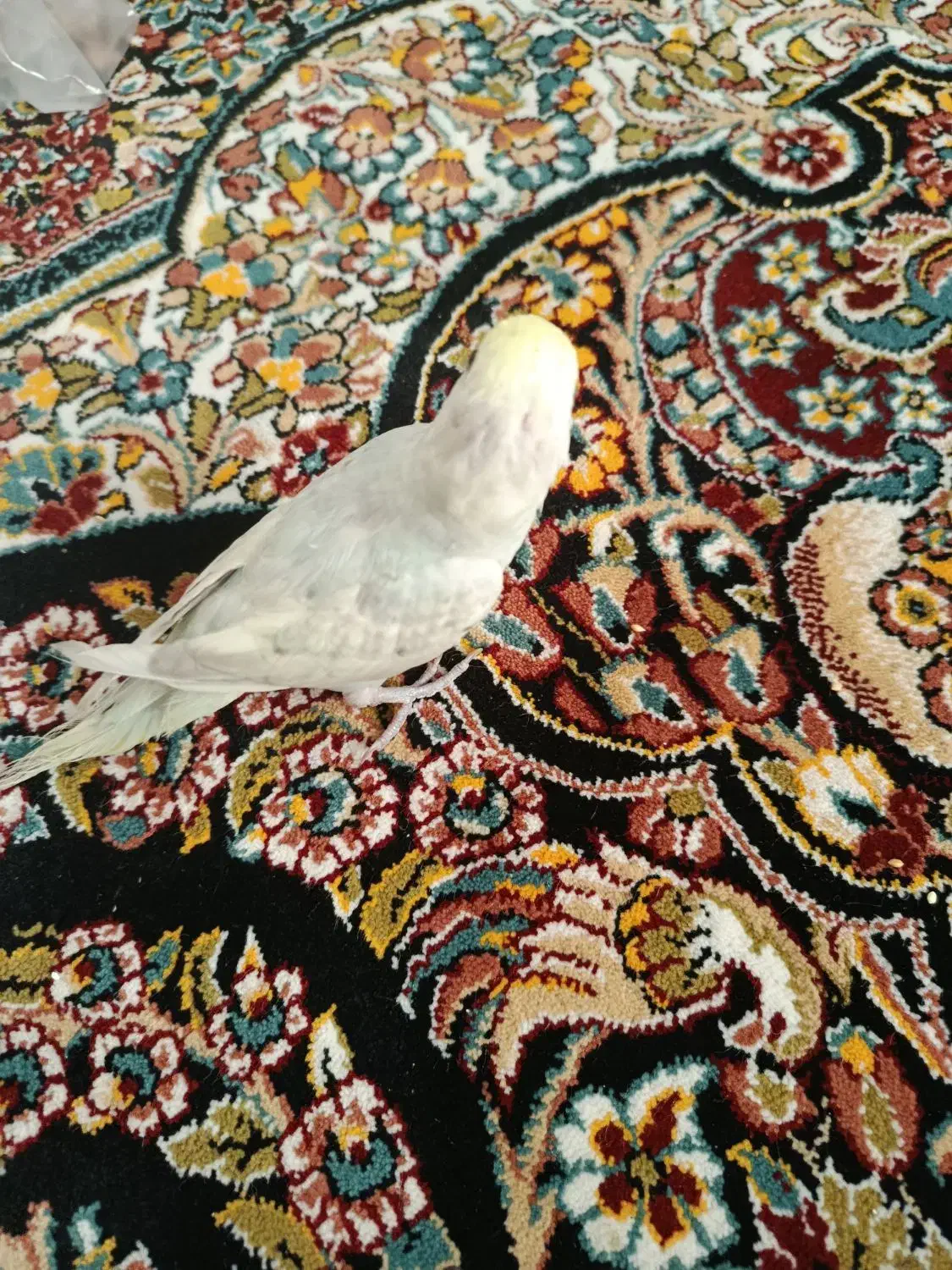 مرغ عشق نر هست معاوزه یه نره دیگه|پرنده|شیراز, شهرک گلدشت حافظ‎|دیوار