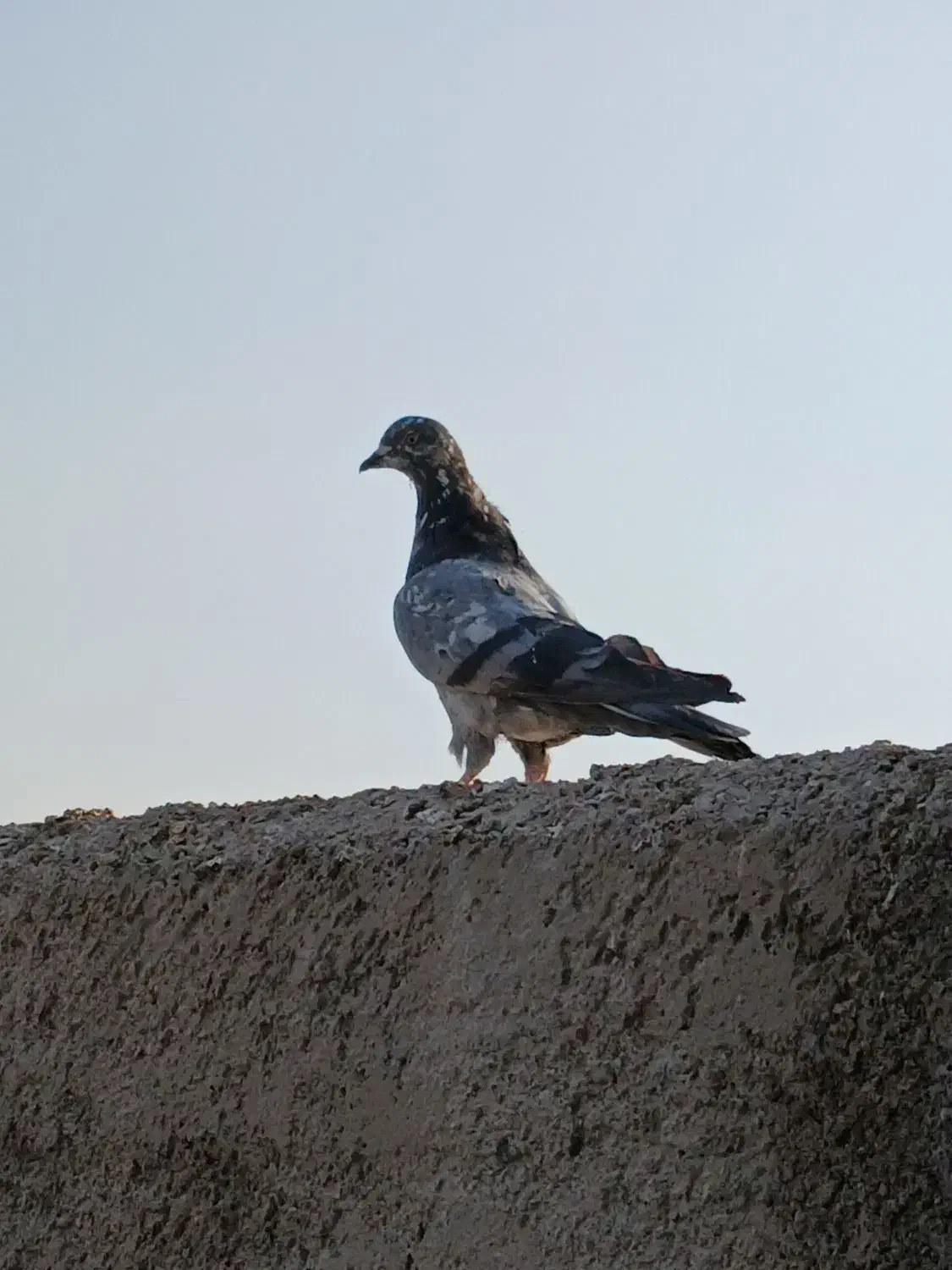 کفتر ماده|پرنده|بومهن, |دیوار