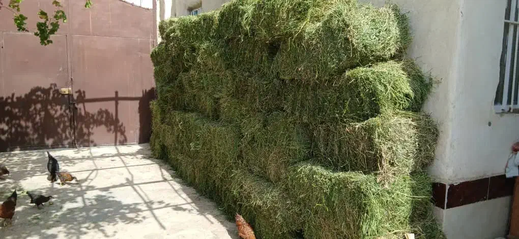 یونجه بسته بندی و پوشال خرگوش+ارسال با پیک|لوازم جانبی حیوانات|مشهد, هنرور|دیوار