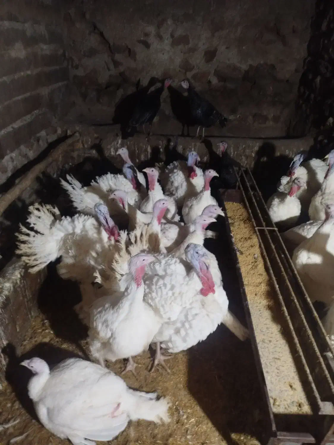 20عدد بوقلمون خانگی نر و ماده|حیوانات مزرعه|صحنه, |دیوار