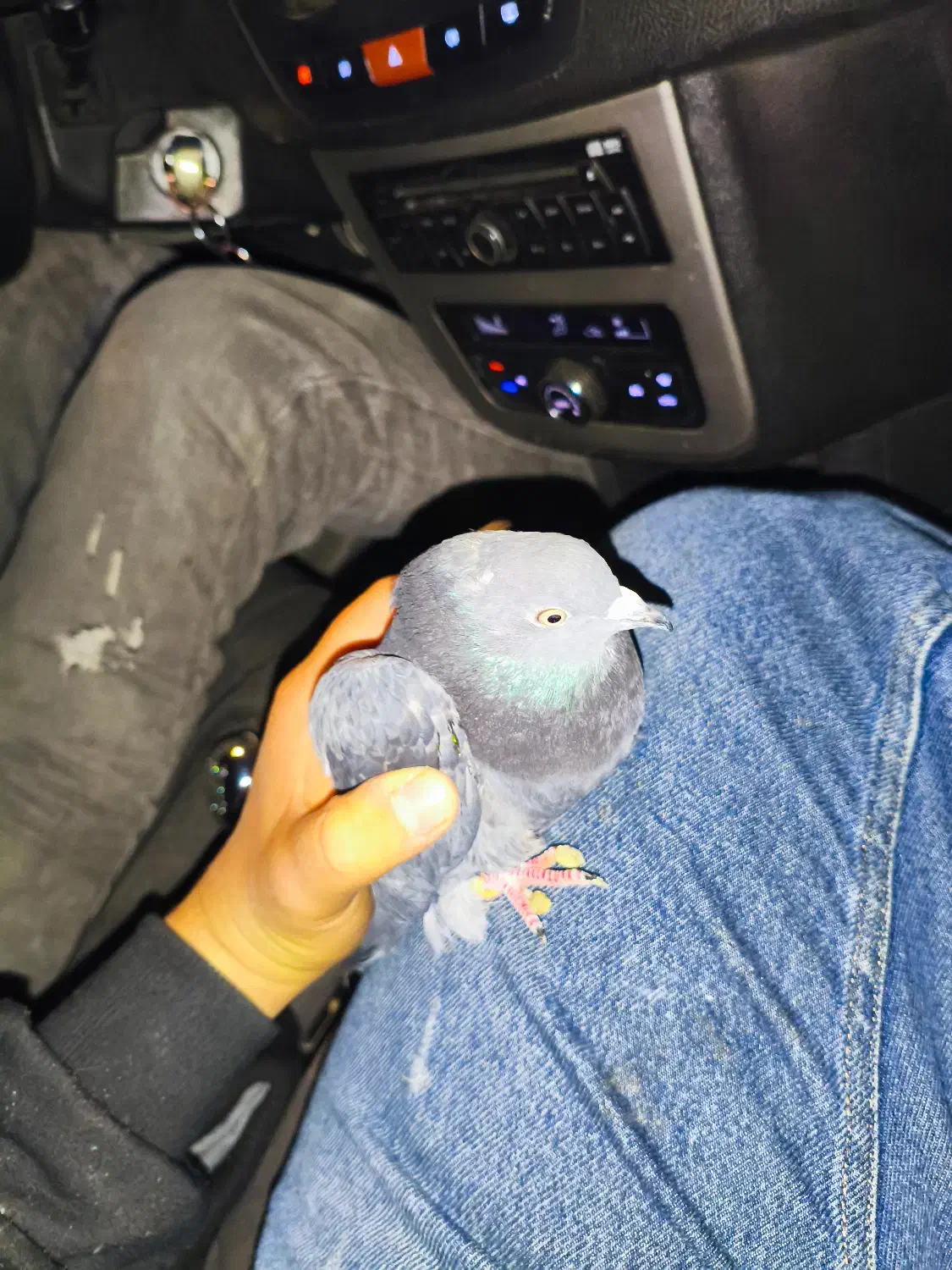 کبوتر|پرنده|سیرجان, |دیوار