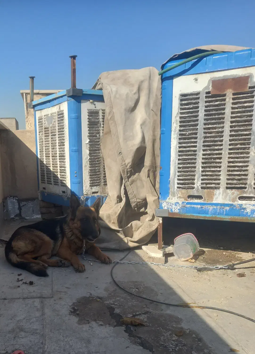 سگ ژرمن اصیل|سگ|شهر ری, سیزده آبان|دیوار