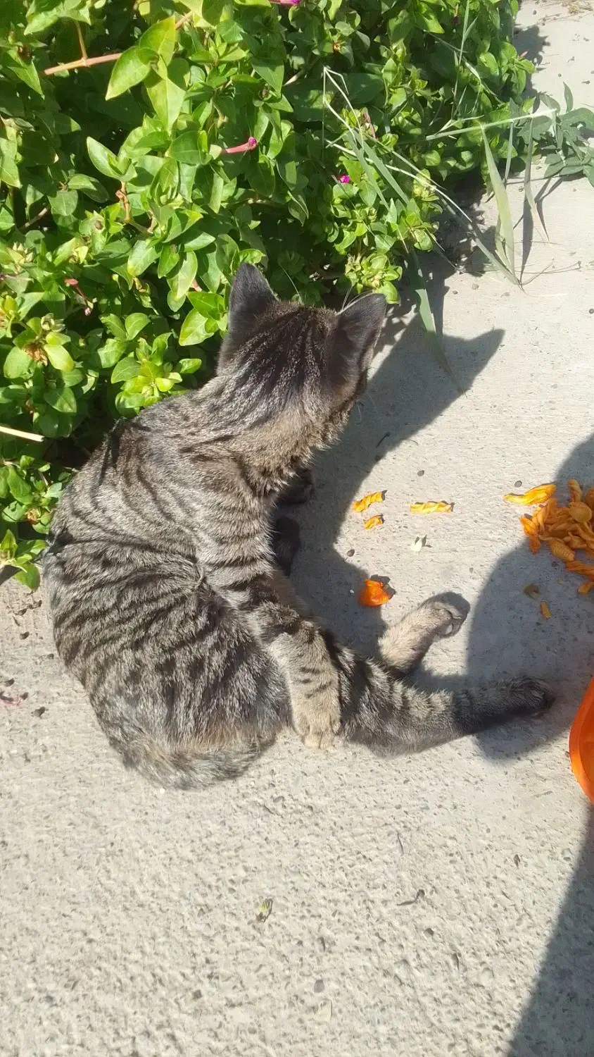 سلام یه گربه نر ۶‌ماهه پاش شکسته و الان عمل شده|گربه|اندیشه, اندیشه فاز ۲|دیوار