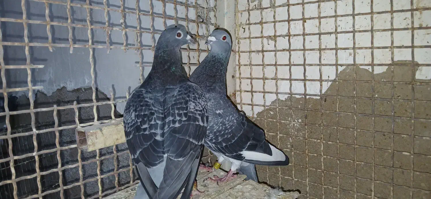 آردون|پرنده|شادگان, |دیوار