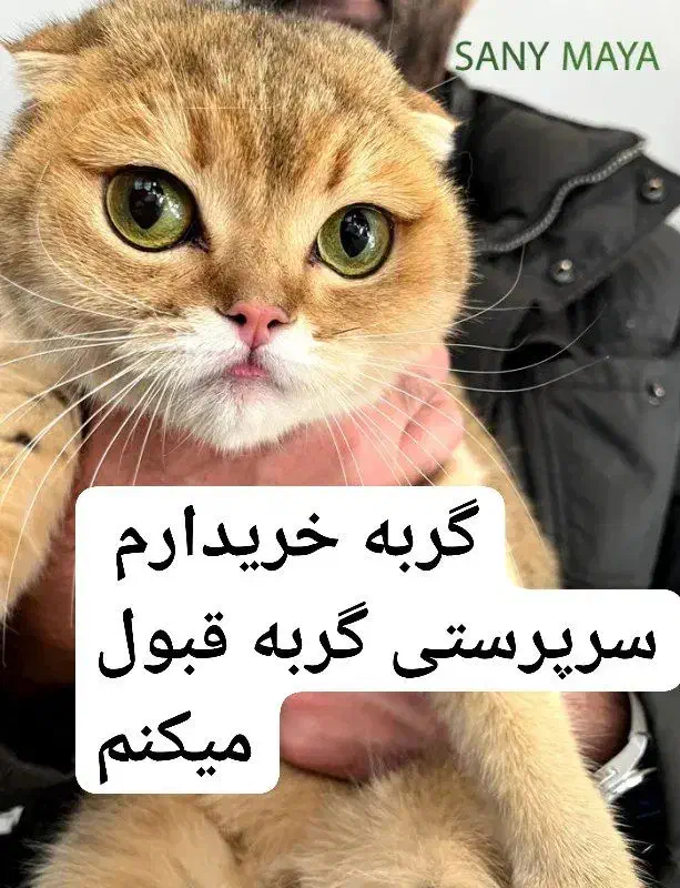 گربه|گربه|همدان, |دیوار