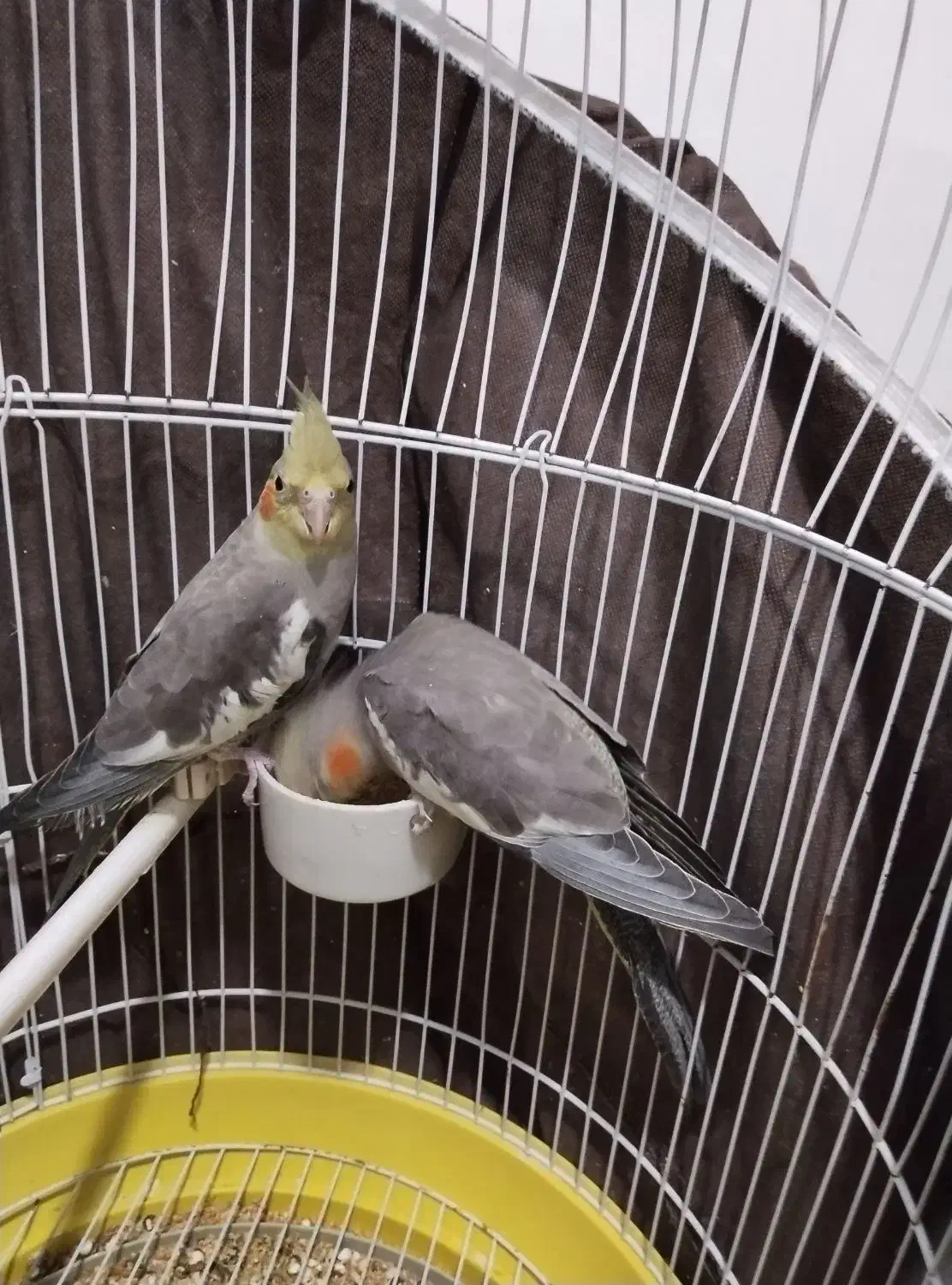 عروس هلندی|پرنده|بهارستان, |دیوار