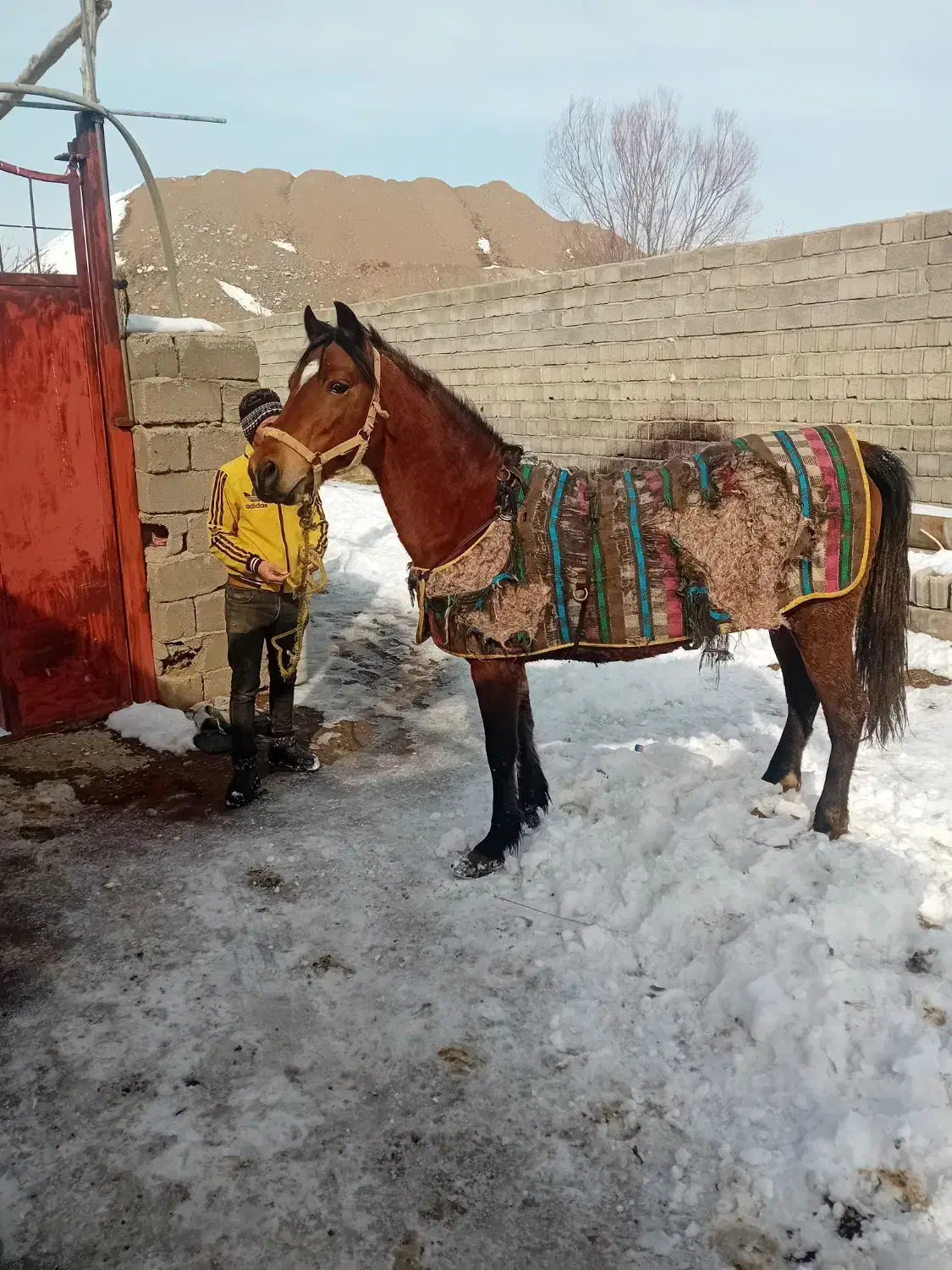 اسب نر پر خون|اسب و تجهیزات اسب‌سواری|مرند, |دیوار