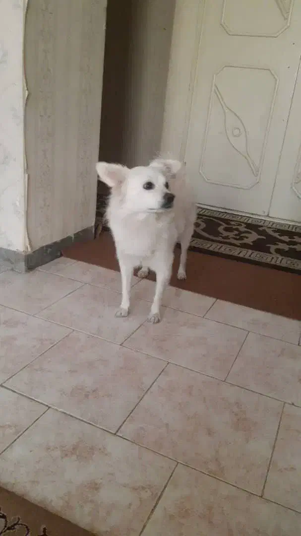 اشپیتز پدر و توله ها|سگ|قرچک, مجتمع مسکونی طبیعت|دیوار