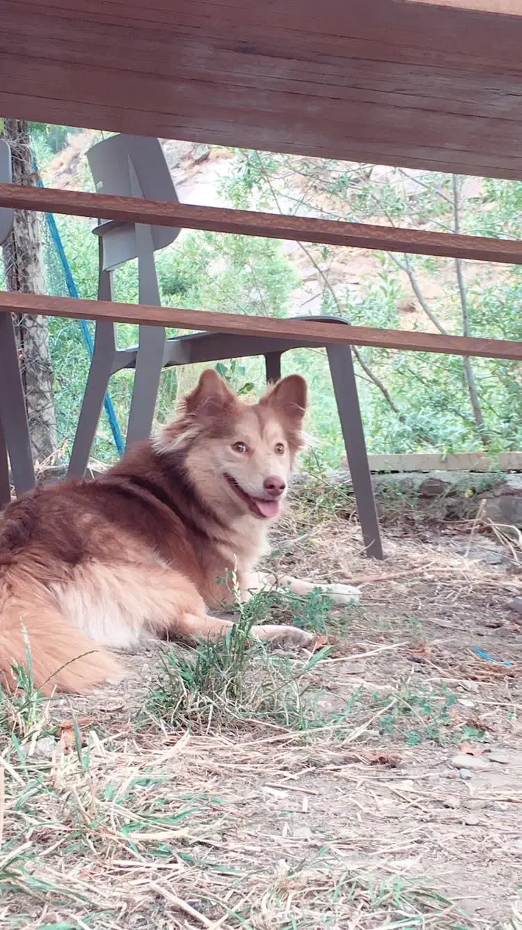 سگ گمشده|سگ|قشم, |دیوار