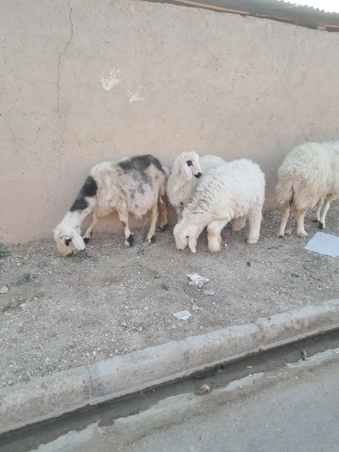 ۲راس میش جوان بره دار هر ۲راس بره نر|حیوانات مزرعه|مرودشت, تخت جمشید|دیوار