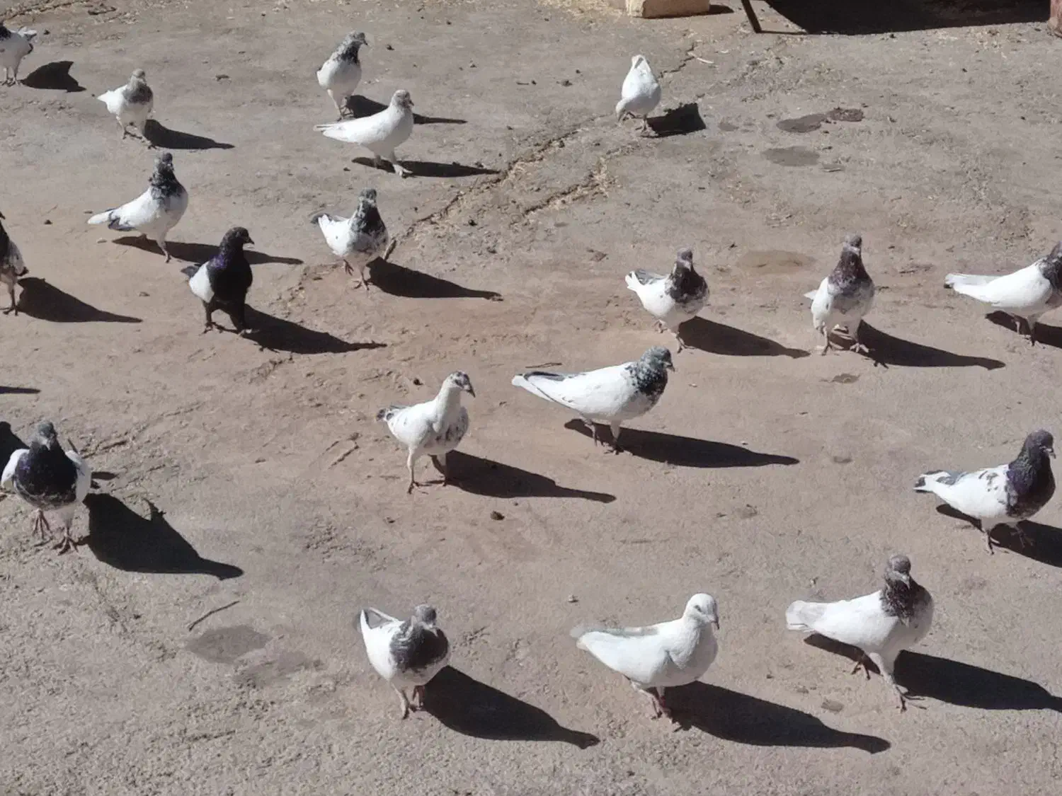 کبوتر|پرنده|ازنا, |دیوار