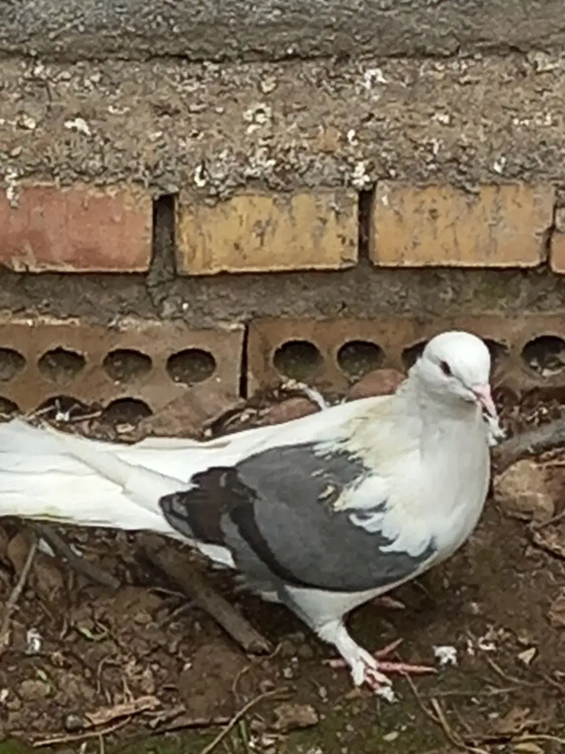 پرشی|پرنده|خان ببین, |دیوار